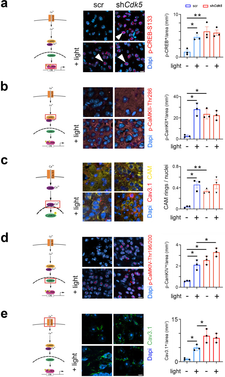 Click to view full size elife-97029-fig3