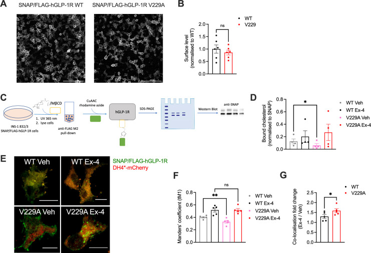 Click to view full size elife-101011-fig3