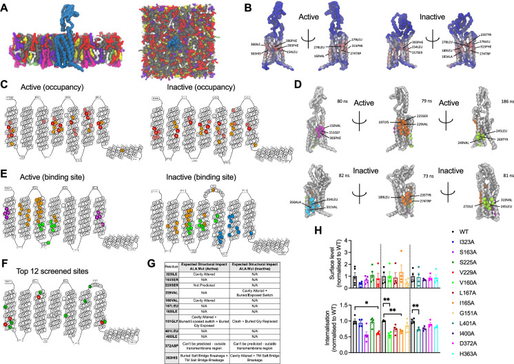 Click to view full size elife-101011-fig2
