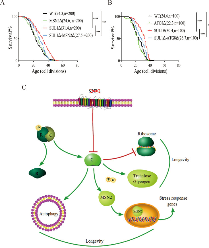 Click to view full size elife-94609-fig5
