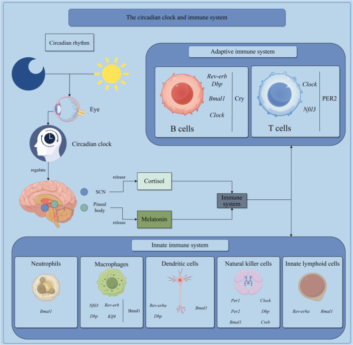 Click to view full size IID3-13-e70246-g002