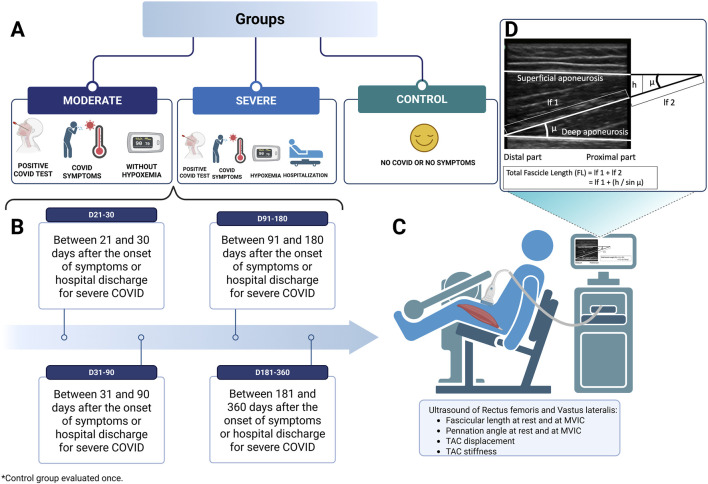 Click to view full size fphys-16-1641046-g001