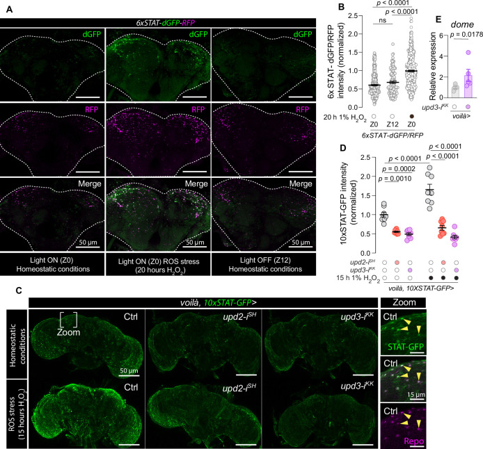 Click to view full size elife-99999-fig4