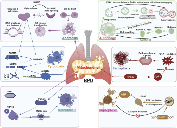 Mitochondria as the key controller of cell death in lung disease of ...