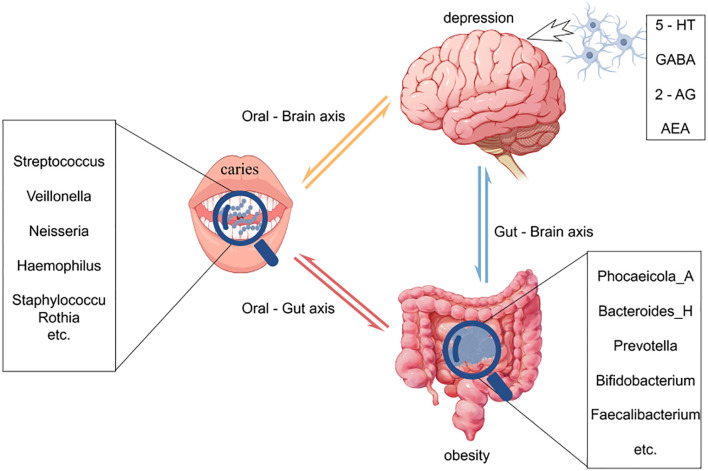 Click to view full size fcimb-15-1659042-g001