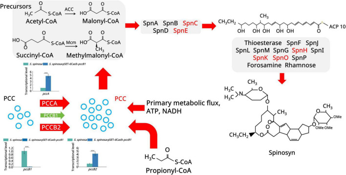 Pccb2 Interspace Coordinated control of enzyme parts improves precursor flow in spinosad ...