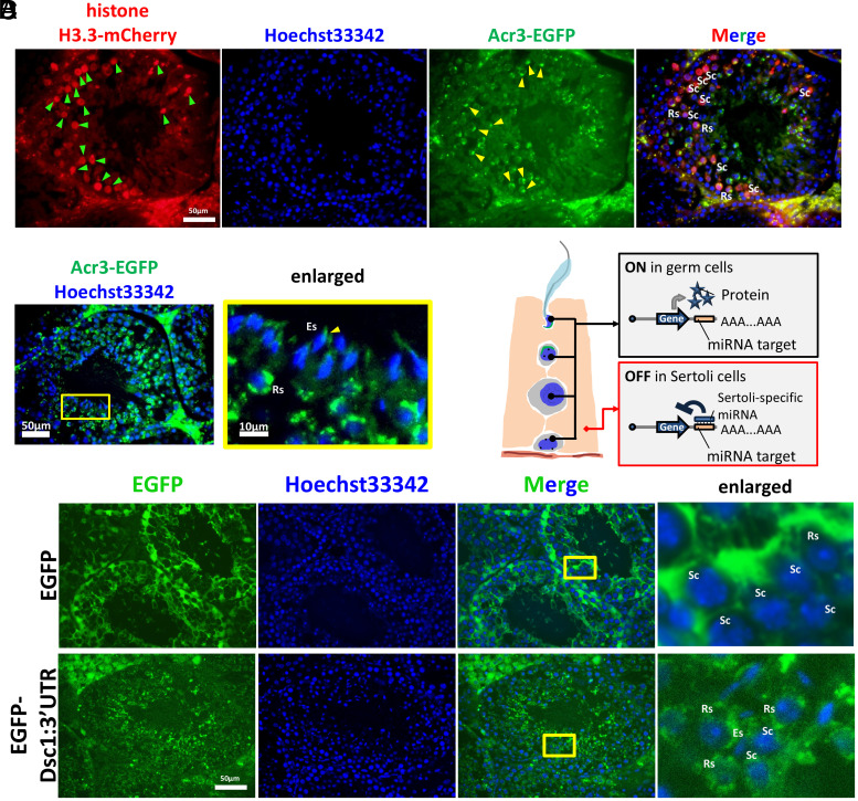 Click to view full size pnas.2516573122fig02