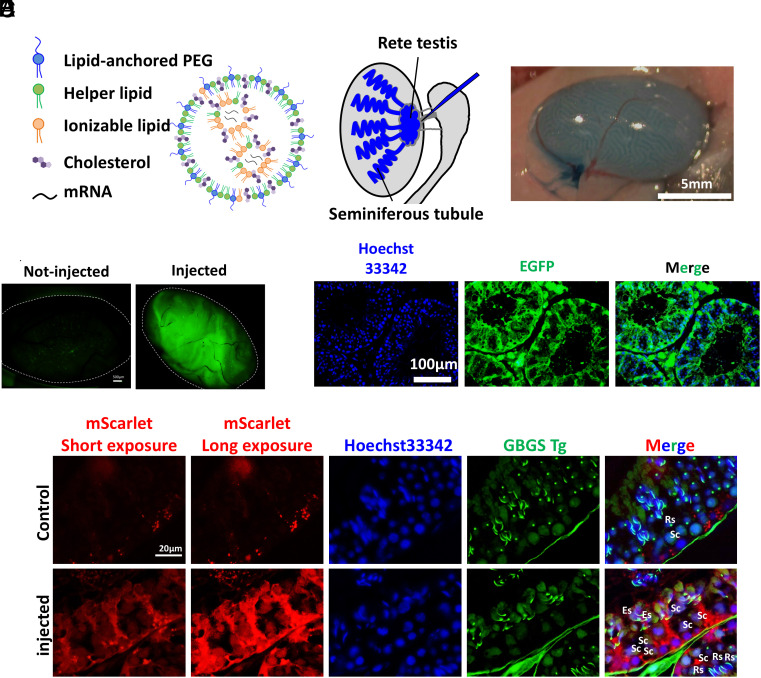 Click to view full size pnas.2516573122fig01