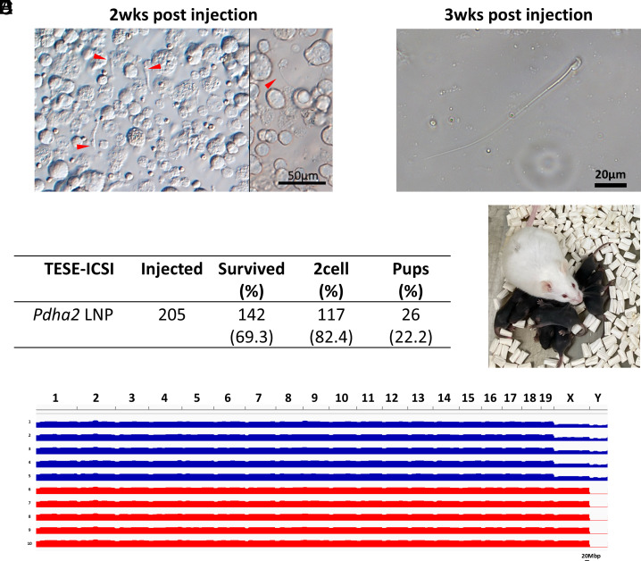 Click to view full size pnas.2516573122fig04
