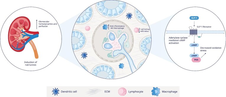 Click to view full size gfaf114fig1