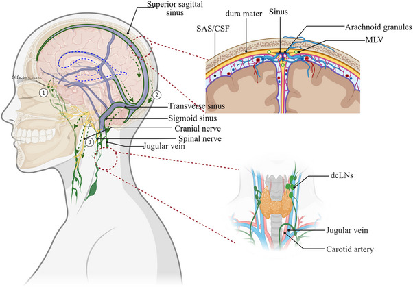 Click to view full size ALZ-21-e70709-g003
