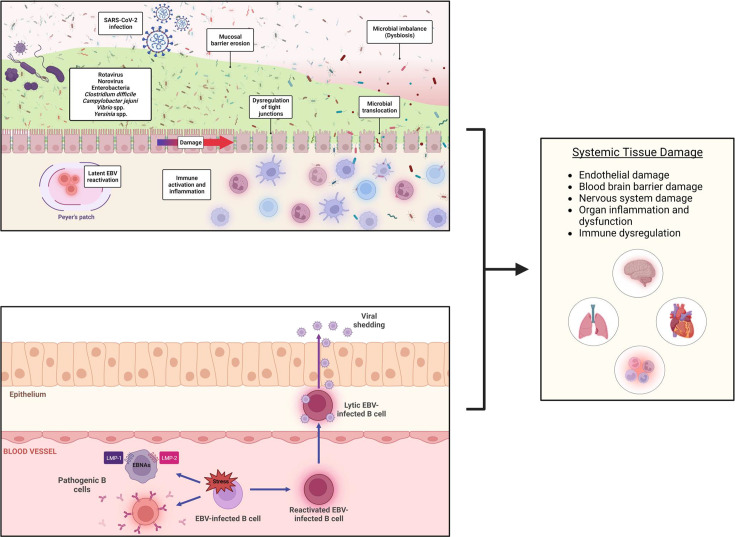 Click to view full size elife-106308-fig4