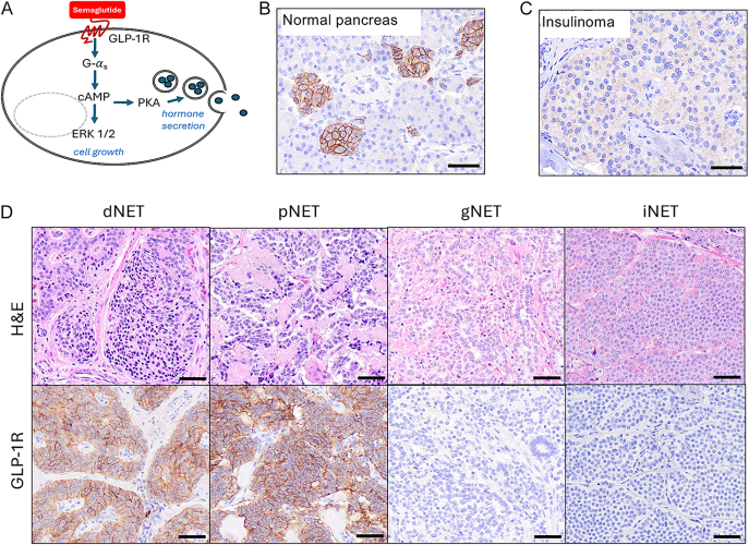 Click to view full size EO-25-0051fig1