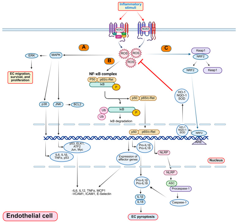 How Matricellular Proteins Affect Blood Vessel Cell Inflammation and ...