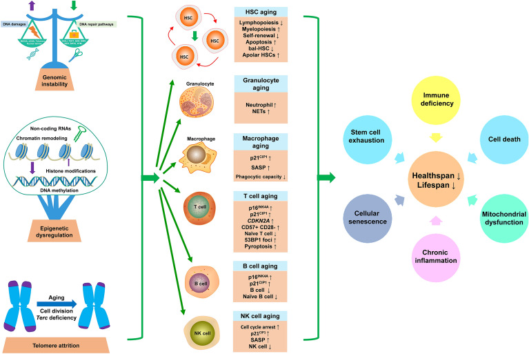 Click to view full size 40035_2025_517_Fig2_HTML