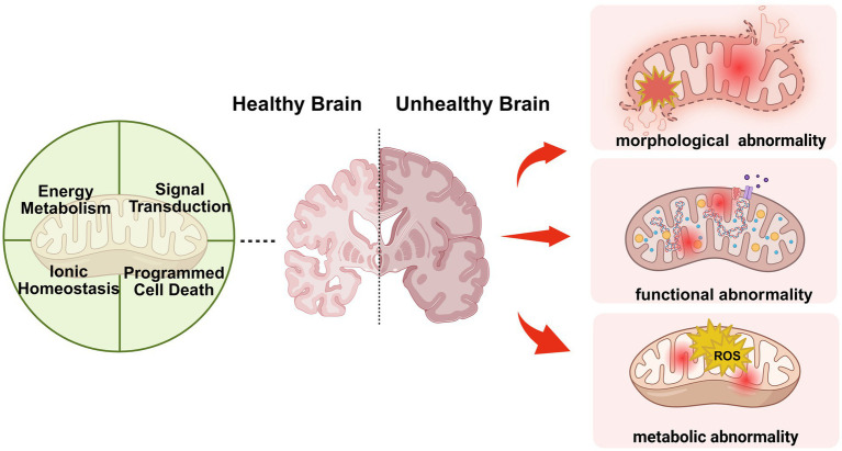 Receptor-controlled removal of damaged mitochondria as a new target for ...