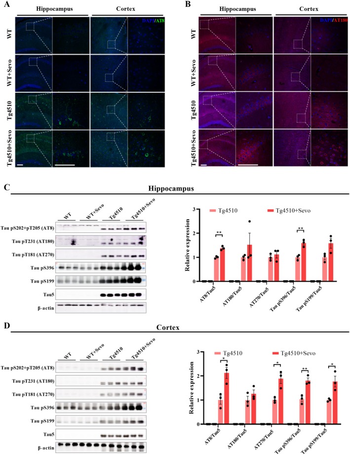 Click to view full size CNS-31-e70694-g002