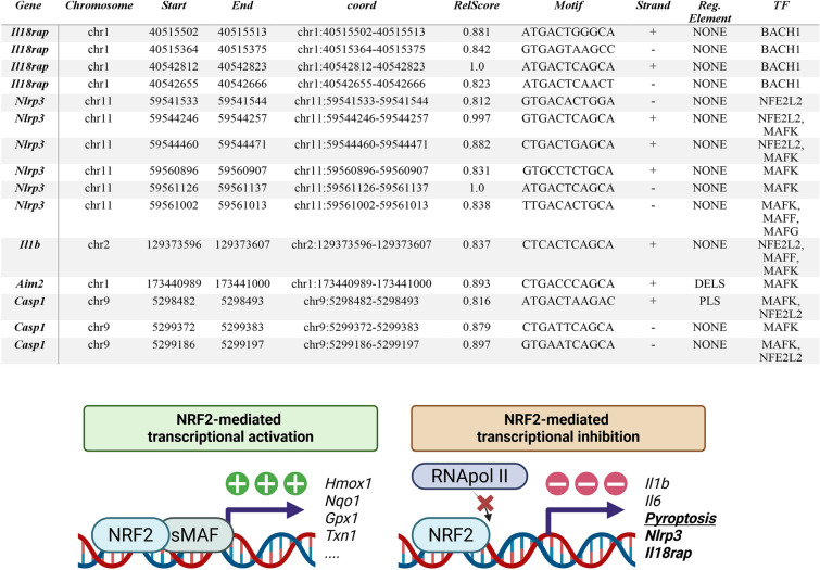 Putative ARE sequences identified in the mouse genome with a relative score over 80% Putative ARE sequences identified in the mouse genome with a relative score over 80%