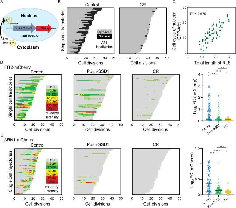Click to view full size elife-108892-fig4