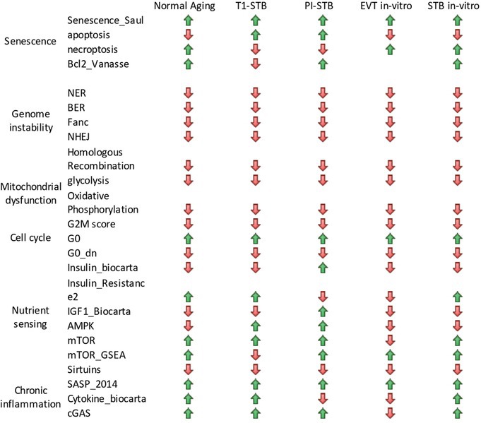 Known aging markers in the in vivo trophoblasts and the in vitro hTSCs‐STBs system. Known aging markers in the in vivo trophoblasts and the in vitro hTSCs‐STBs system.
