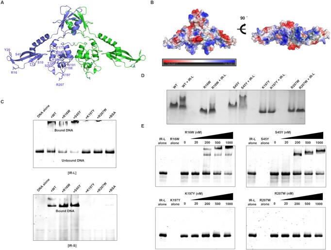 Click to view full size gkac880fig4